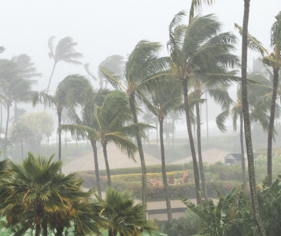 palm-trees-blowing-in-the-wind-and-rain-as-a-hurricane-approaches-a-picture-